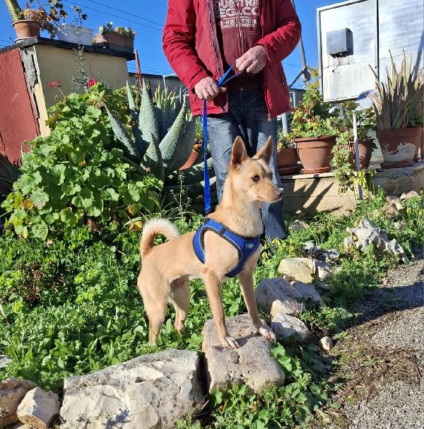 Trilly Cerca Famiglia. Info adozione Monica 3890238584 Foto 8